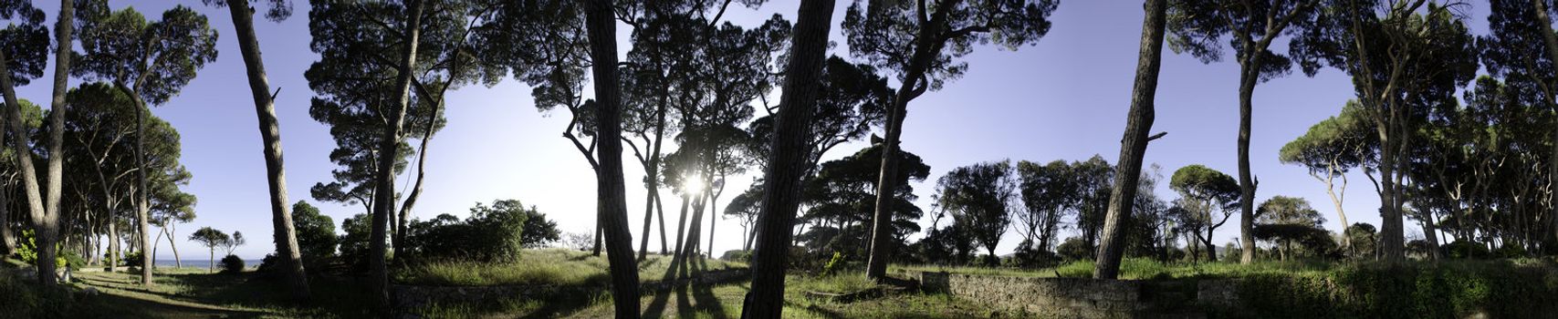 Pines in a Tuscan Pinewood near Follonica, Italy