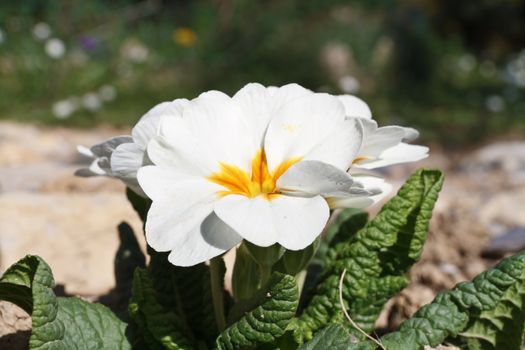 detail of primrose plant with white flowers