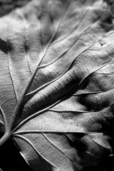 Fallen autumn leaf closeup in black and white