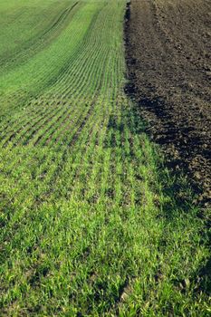 Agricultural field