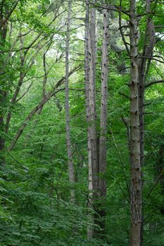 Detail of a lush green forest