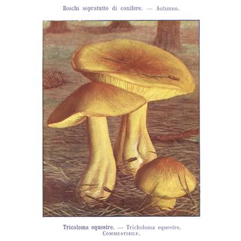 TURIN, ITALY - CIRCA 1908: Atlante dei principali funghi commestibili e velenosi (Atlas of main edible and poisonous mushrooms) by G Negri, now in the public domain circa 1908 in Turin, Italy
