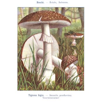 TURIN, ITALY - CIRCA 1908: Atlante dei principali funghi commestibili e velenosi (Atlas of main edible and poisonous mushrooms) by G Negri, now in the public domain circa 1908 in Turin, Italy