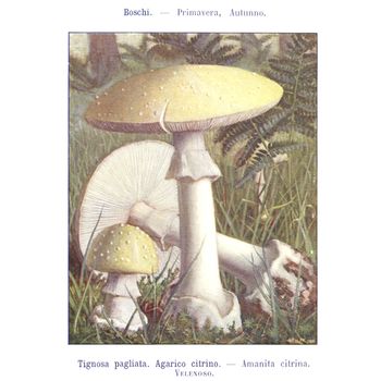 TURIN, ITALY - CIRCA 1908: Atlante dei principali funghi commestibili e velenosi (Atlas of main edible and poisonous mushrooms) by G Negri, now in the public domain circa 1908 in Turin, Italy