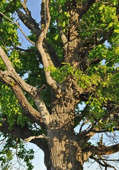 Old oak tree trunk with branches, spring time
