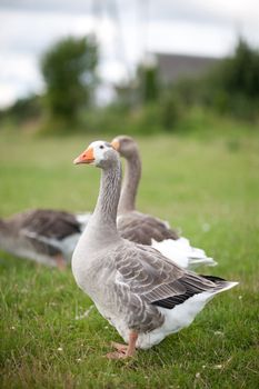 geese walking in the grass