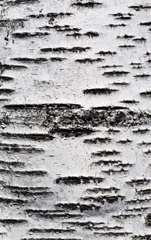 Close up of birch bark surface texture