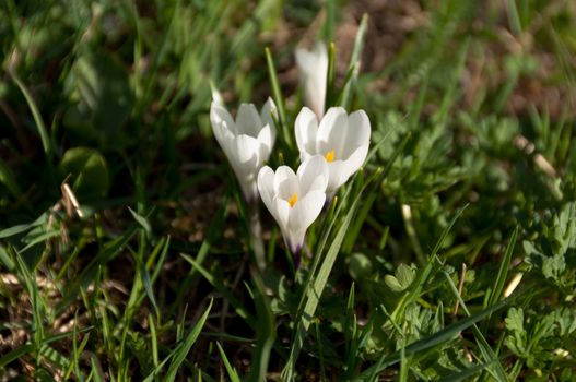 White Crocus in the grass in spring
