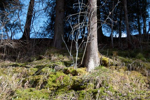 The edge of a wood with pine trees in front of great blue sky