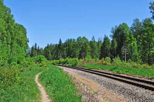 Foot path and railroad track in forest