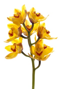 fresh bright yellow orchid isolated on white background.