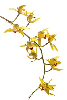 fresh bright yellow orchid isolated on white background.