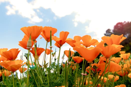 Orange Poppies Field shoot against blue sky with sun burst and lens flare effect.