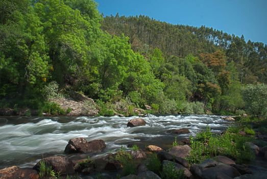 River water stream on a sunny clear sky spring day in forest.