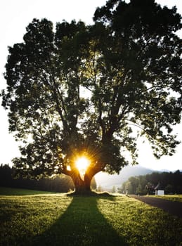 Sun shines through a mighty tree at late afternoon