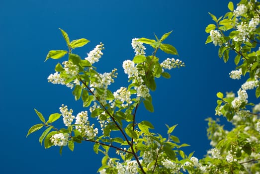 Bird cherry tree.Branch of a blossoming bird cherry against the dark blue sky 