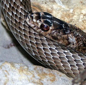 A snakes head leaning on its body.