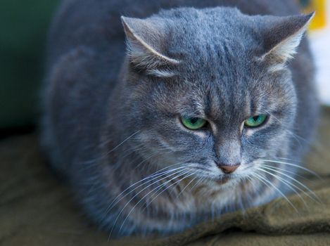 close up on a green eyed cat  