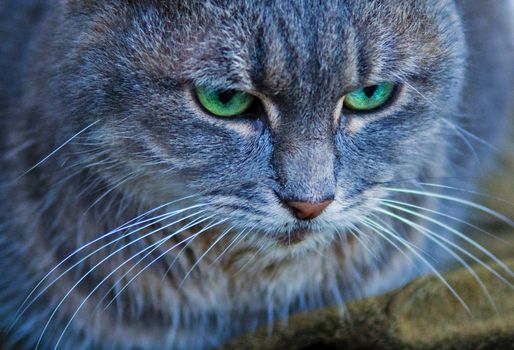 close up on a green eyed cat  