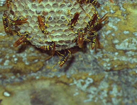 Macro of bees clustering around a natural hive. 