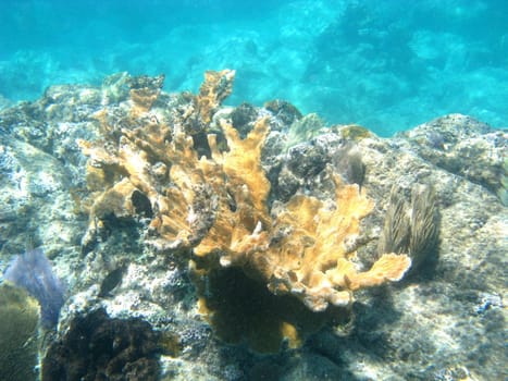 Underwater shot of stag coral shimmering in sunlight.