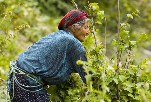 Turkish woman working in the field