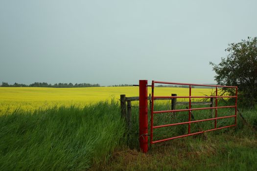 A red farm gate by a yellow blooming canola field.