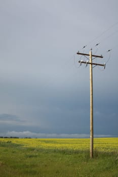 A power (electricity) pole by a canola field on a stormy afternoon.