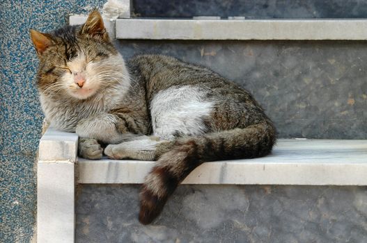 close up on acat sleeping outside the house