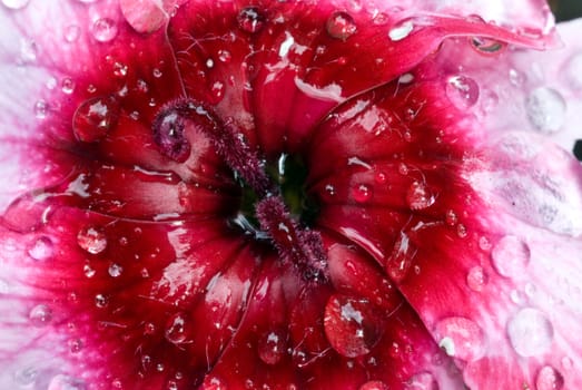 Rain drops on a flower, freshness of morning