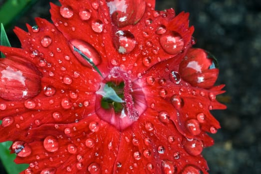 Rain drops on a flower, freshness of morning