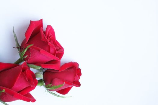 Three red roses on white paper