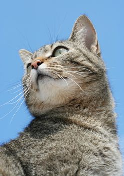 Gray tabby cat against blue sky, shot taken from low angle.;