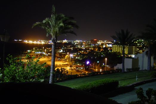 Palm tree in holidays