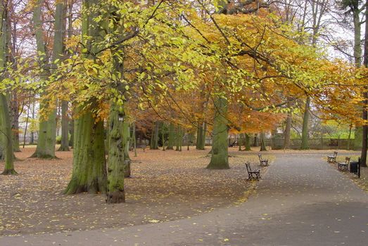 Autumn empty park