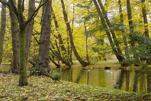 Autumn river park