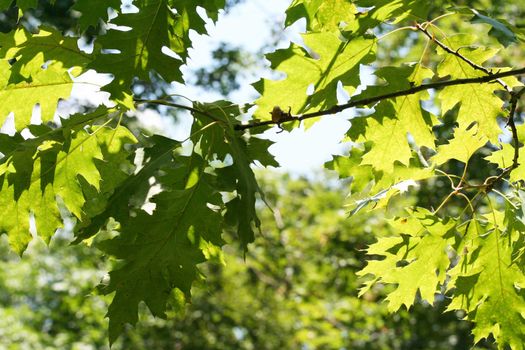 Sunlight through oak leaves in summer