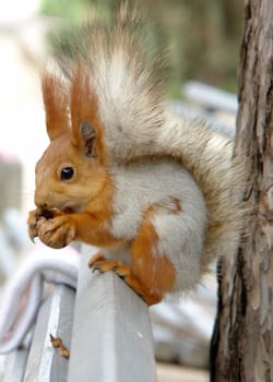 The squirrel in Vorontsovsky park, Crimea  