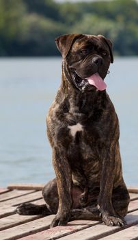 A bullmastiff sitting on a gang -board.