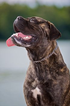 A bullmastiff looking something.