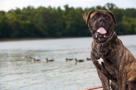 A bullmastiff sitting on a gang-board.