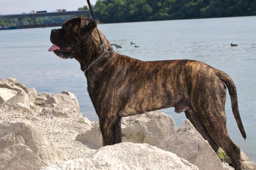 A standing bullmastiff.