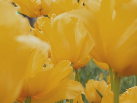 Close up of the orange colored tulips petals.