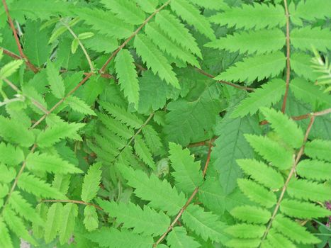 Close up of the fresh green leaves.