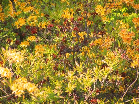 Different colors of the azalea blossoms.