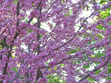 Pink blossoms of blooming tree in the spring.