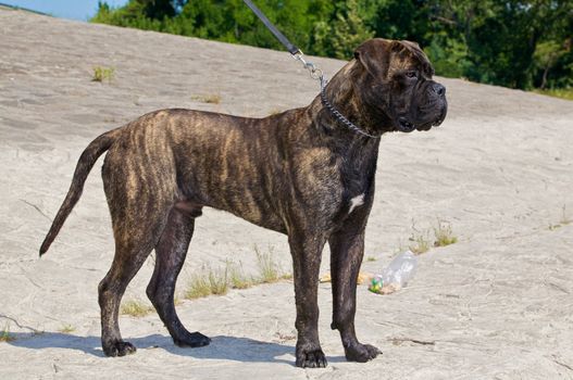 A standing bullmastiff.