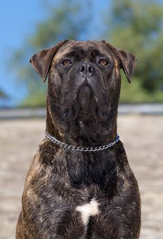 A bullmastiff looking ahead.