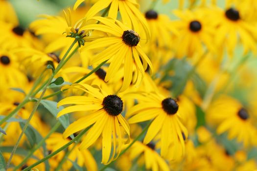 Field of beautiful yellow flowers , Echinacea paradoxa, yellow coneflowers