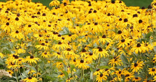 Field of beautiful yellow flowers , Echinacea paradoxa, yellow coneflowers